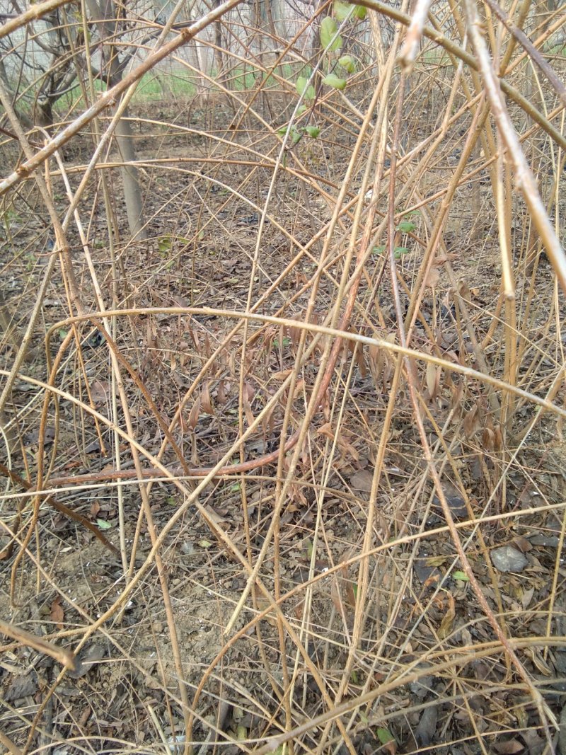 苗木种苗