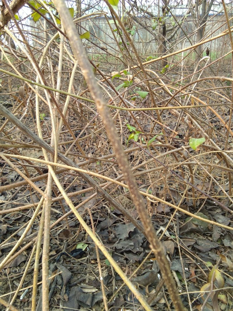 苗木种苗
