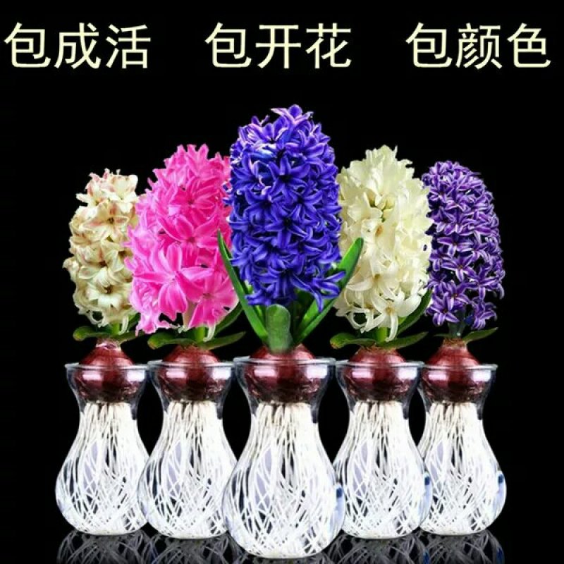 风信子，信子种球百合多年生球根花卉耐寒植物室