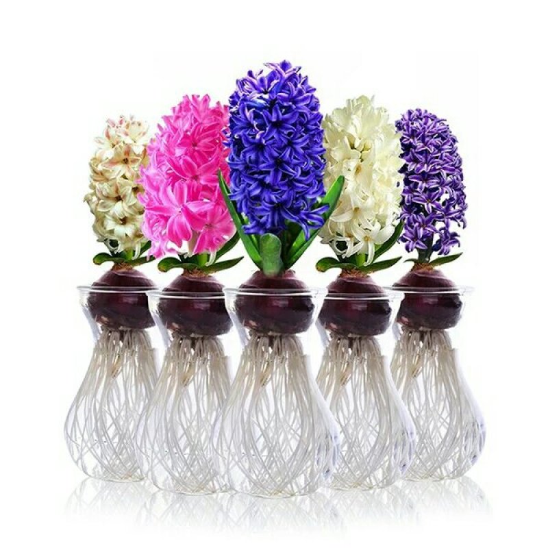 风信子，信子种球百合多年生球根花卉耐寒植物室