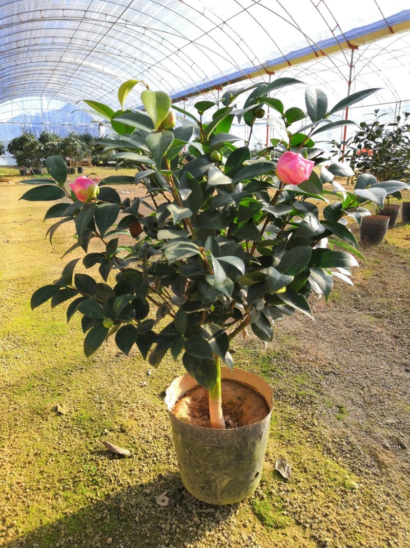 烈焰香茶花盆栽浓香型带花包发货易养