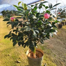 烈焰香茶花盆栽浓香型带花包发货易养