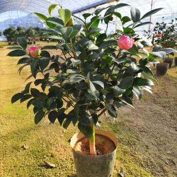 烈焰香茶花盆栽浓香型带花包发货易养