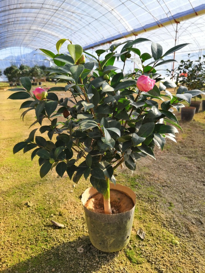 烈焰香茶花盆栽浓香型带花包发货易养