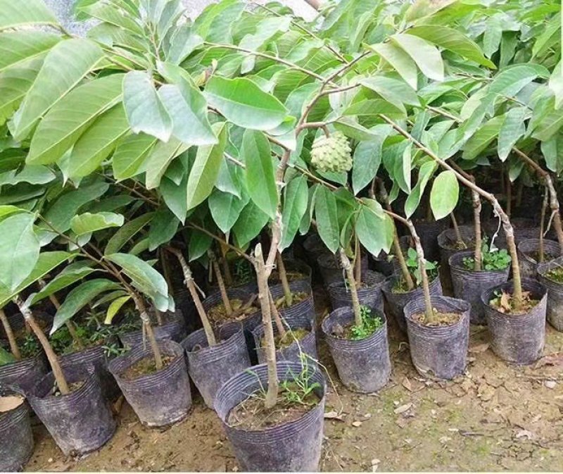 台湾释迦果番荔枝苗释迦果苗二年靓苗
