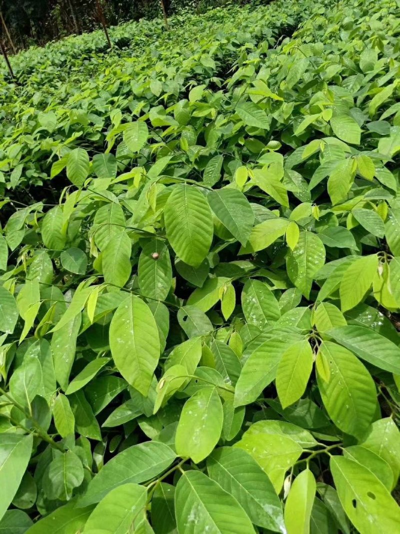 台湾释迦果番荔枝苗释迦果苗二年靓苗