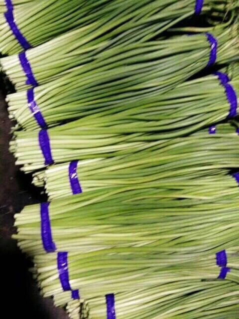 山东冷库蒜苔白帽红帽全蒜苔，货源充足