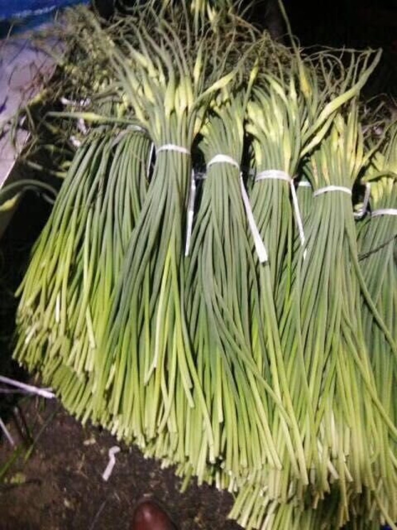 山东冷库蒜苔白帽红帽全蒜苔，货源充足