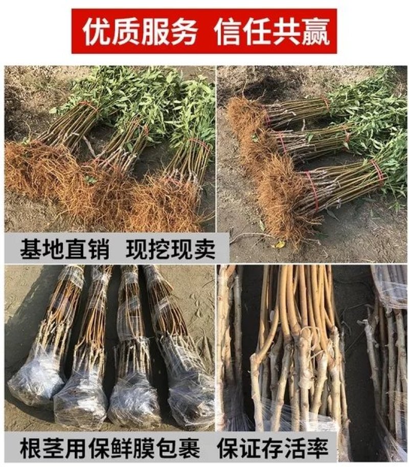 锦绣黄桃树苗锦春，锦秋，甜度高，脆甜可口，多个品种