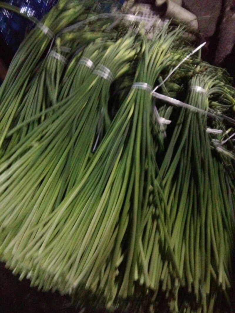 山东冷库蒜苔白帽红帽全蒜苔，货源充足