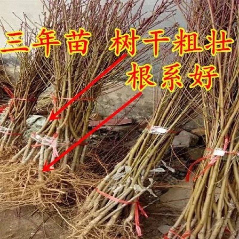 秋彤，晚熟品种，冬桃，帅师香沂蒙霜红，脆甜离核