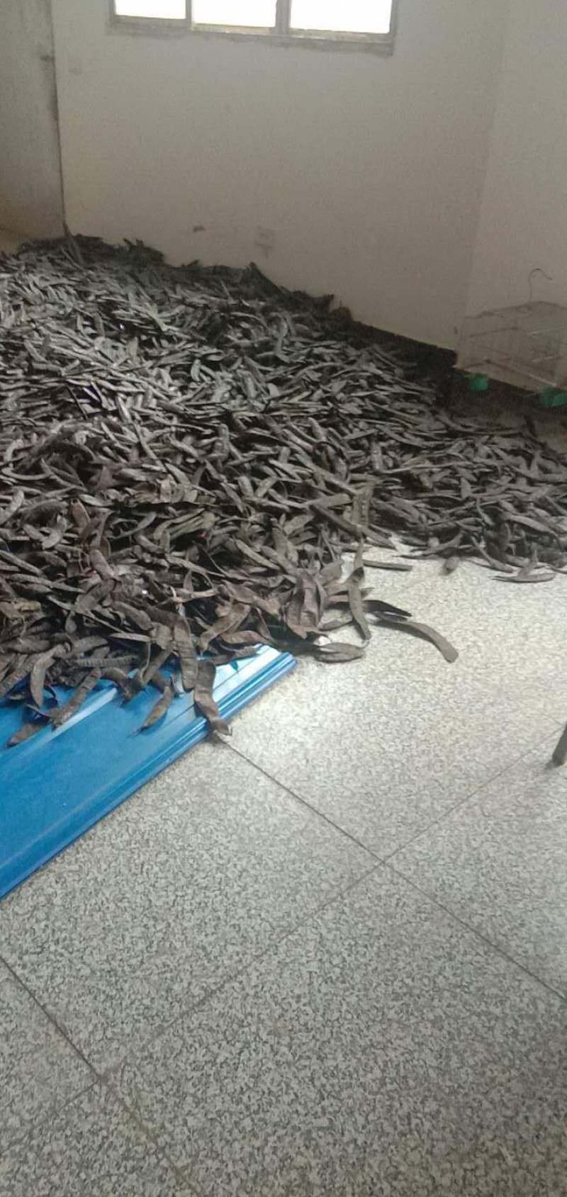 皂角