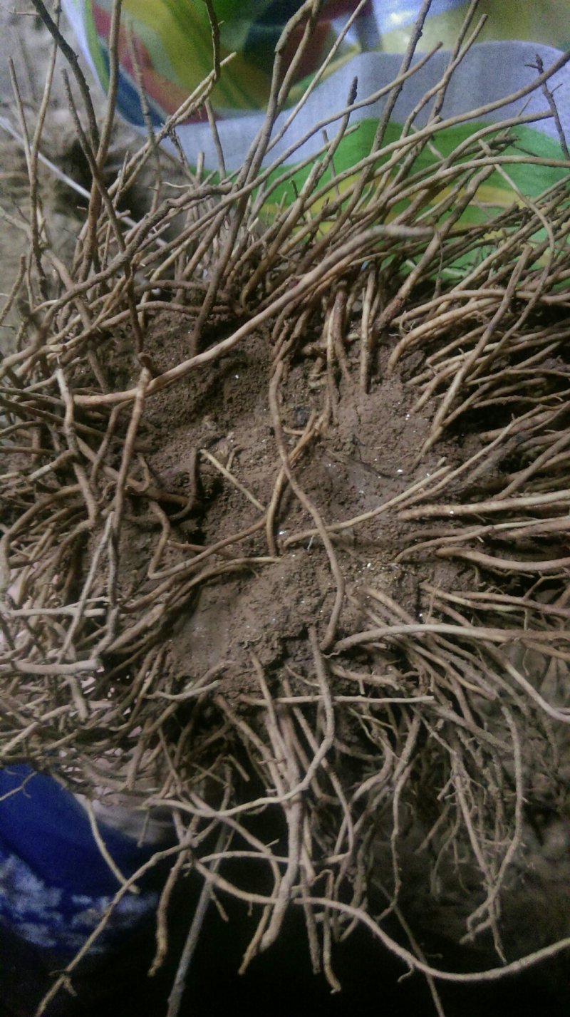 苍术根苗