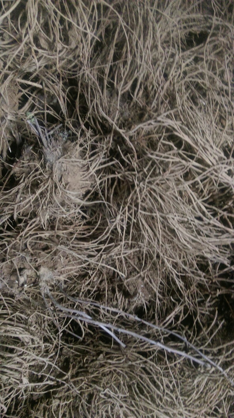 苍术根苗
