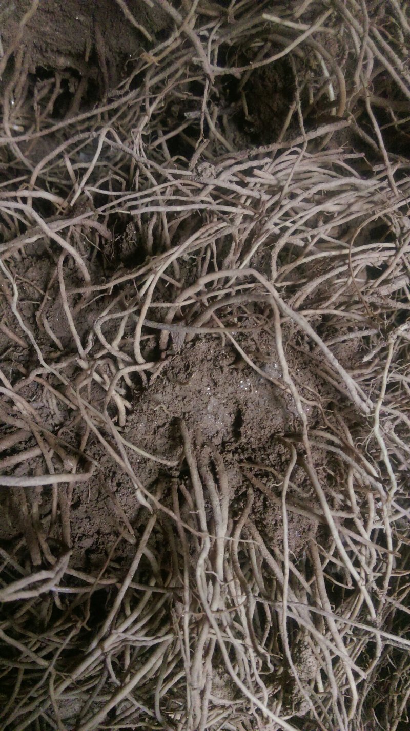 苍术根苗