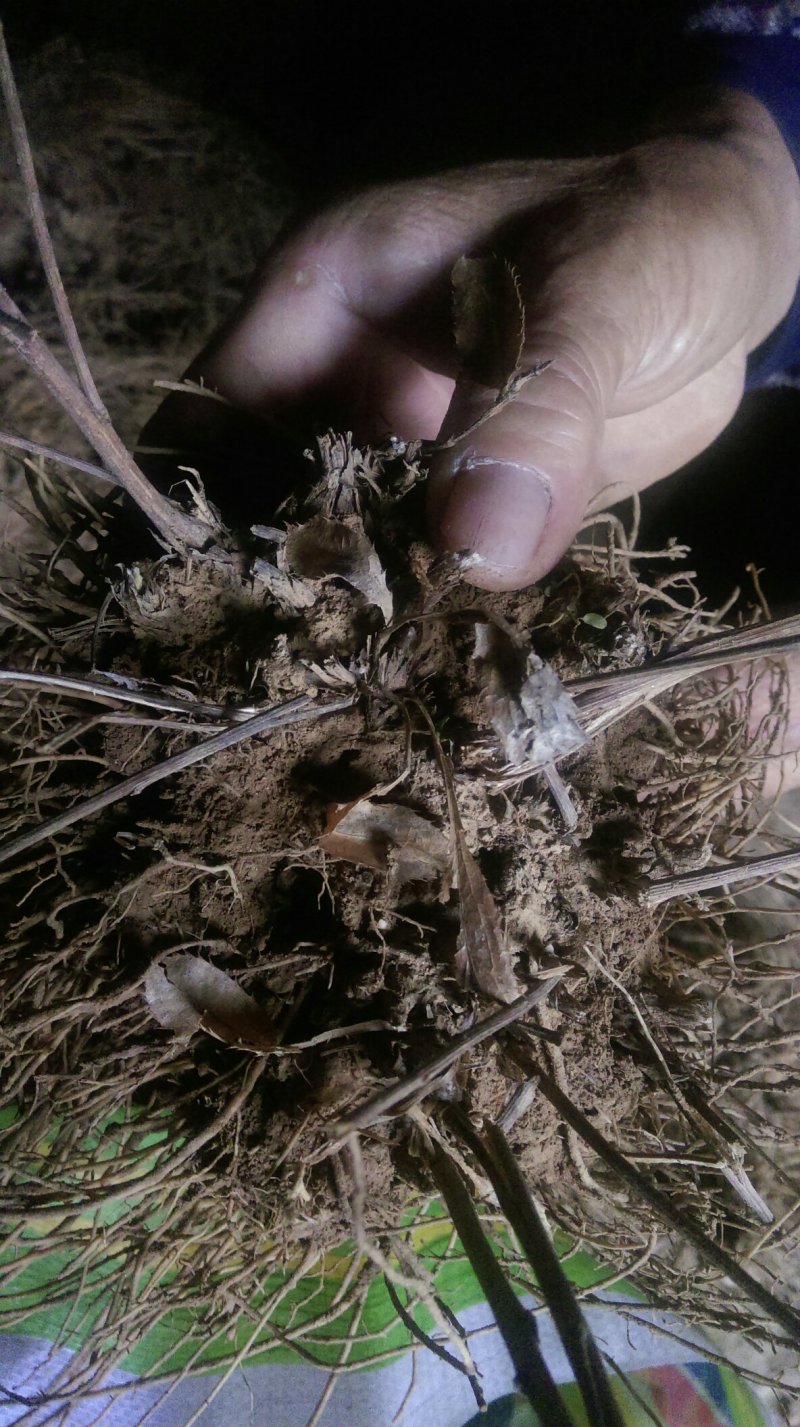 苍术根苗