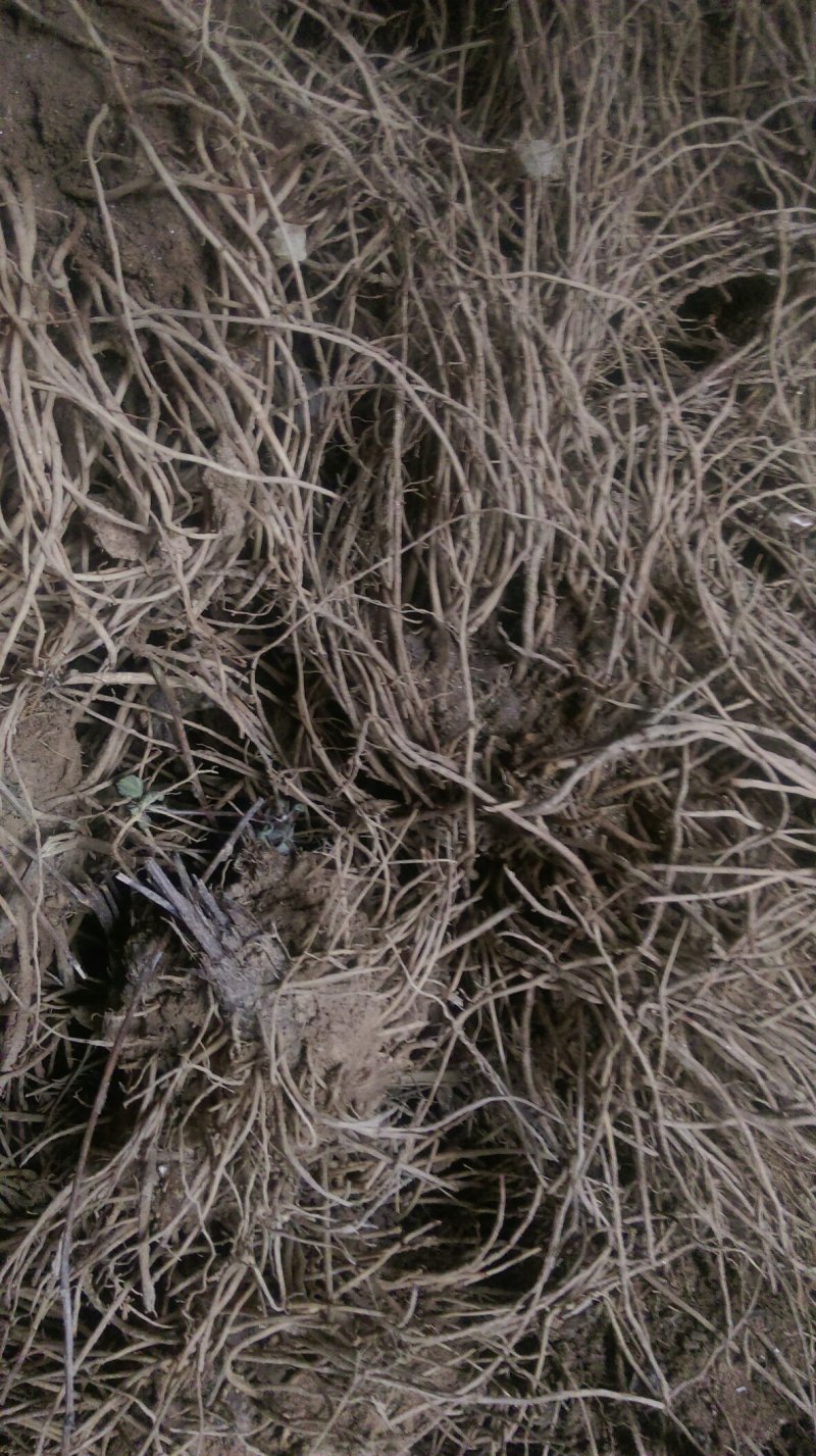 苍术根苗