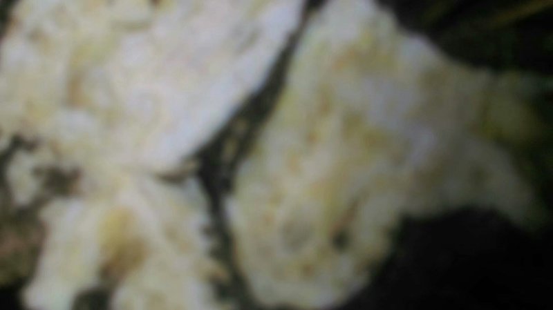 苍术根苗