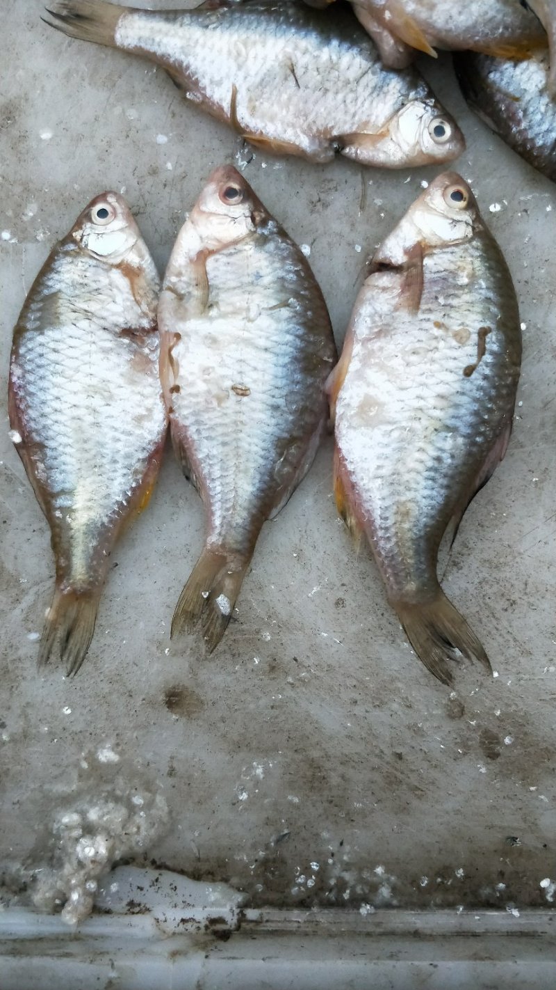 鳑鲏鱼，又名四方皮