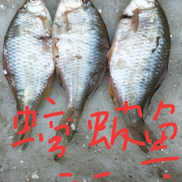 鳑鲏鱼，又名四方皮