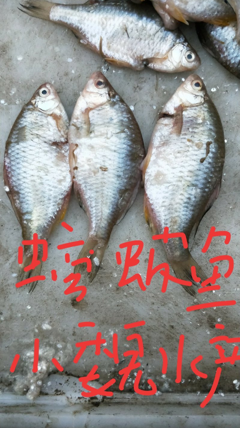鳑鲏鱼，又名四方皮