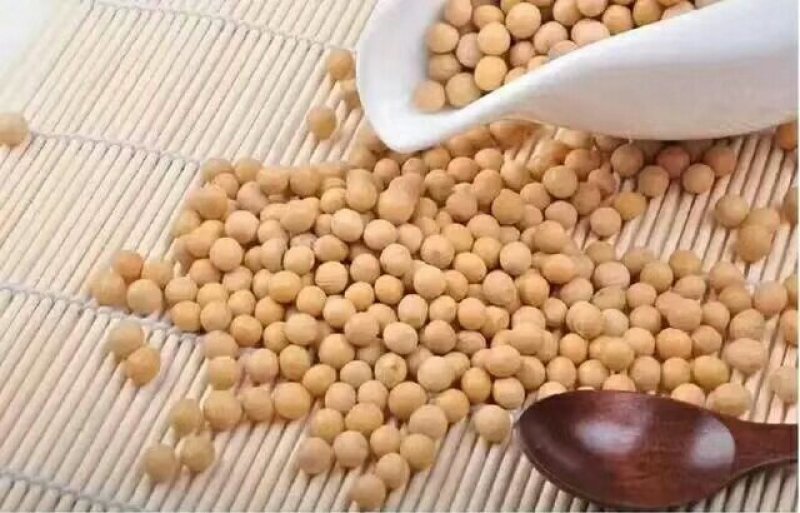 黄豆种子精选豆种厂家直销签合同包回收欢迎订购