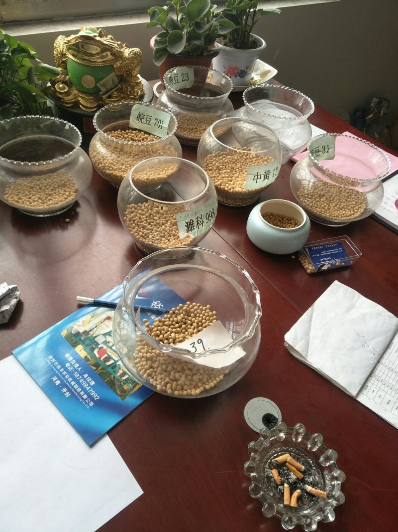 黄豆种子精选豆种厂家直销签合同包回收欢迎订购