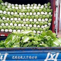 东平县大羊镇供应北京新三号白菜