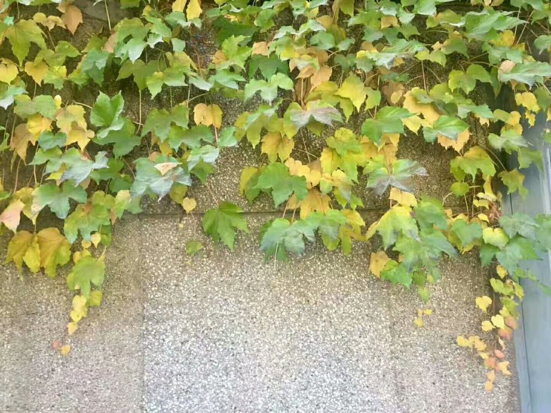 爬山虎三叶爬山虎三叶地锦爬藤植物，