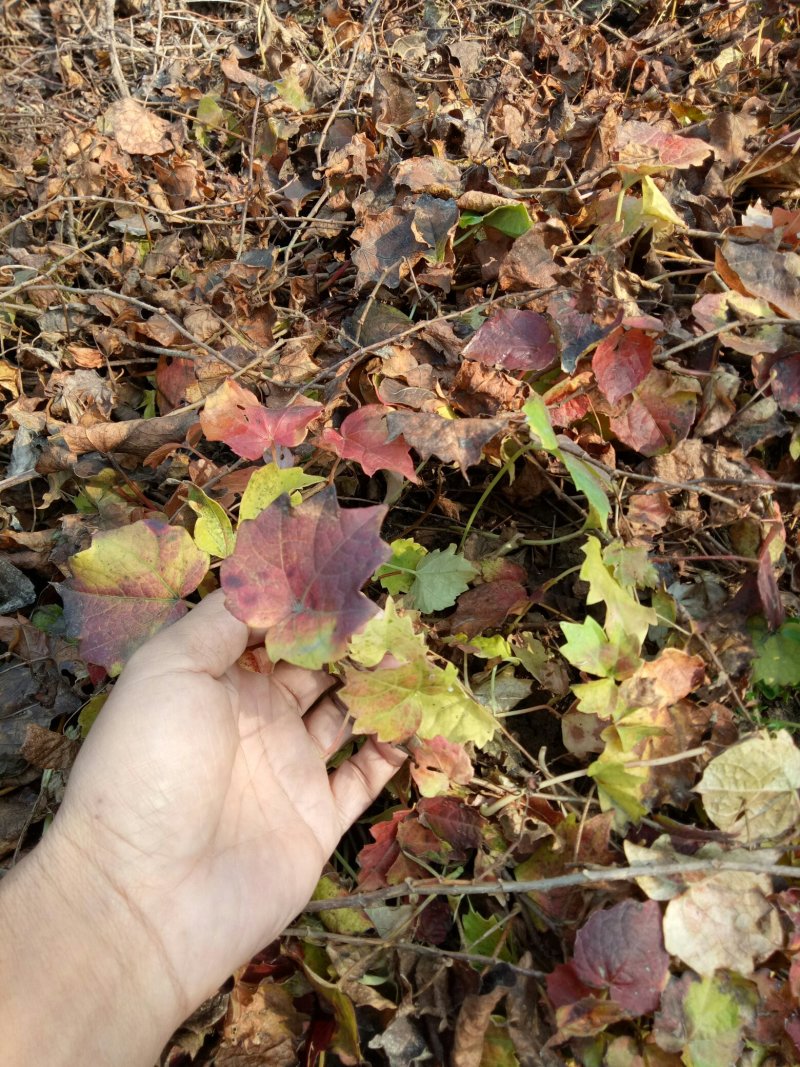 爬山虎三叶爬山虎三叶地锦爬藤植物，