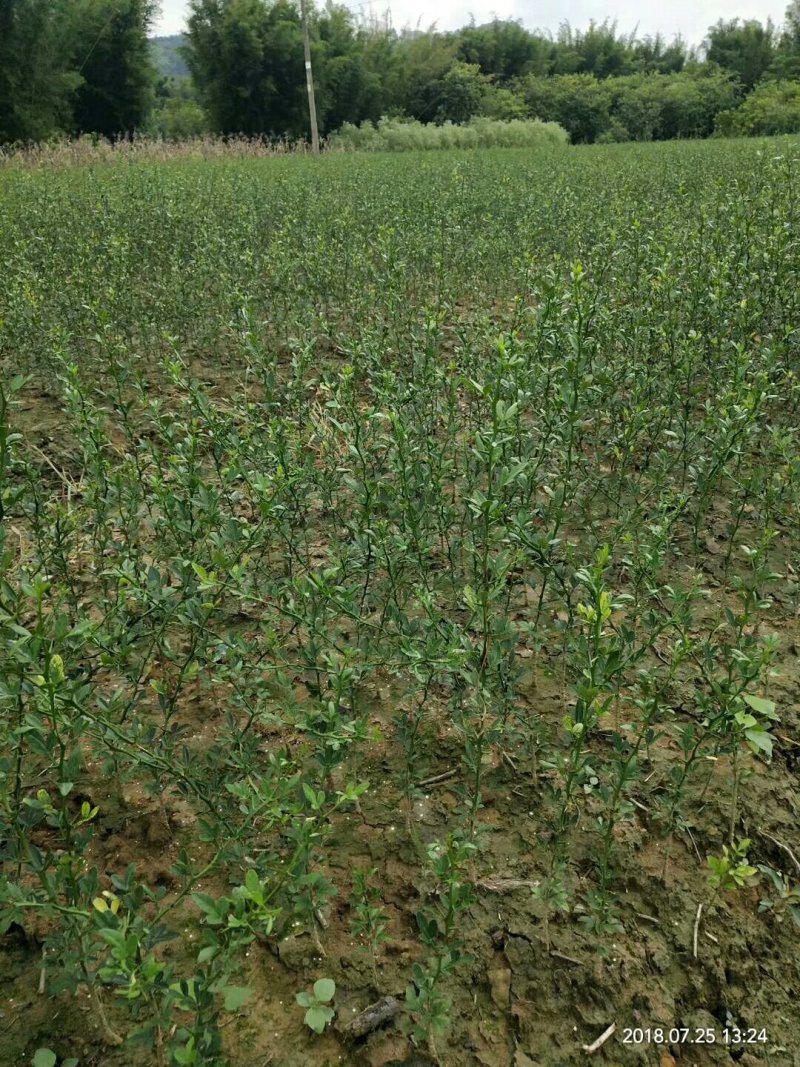 大量供应各种优质果苗……