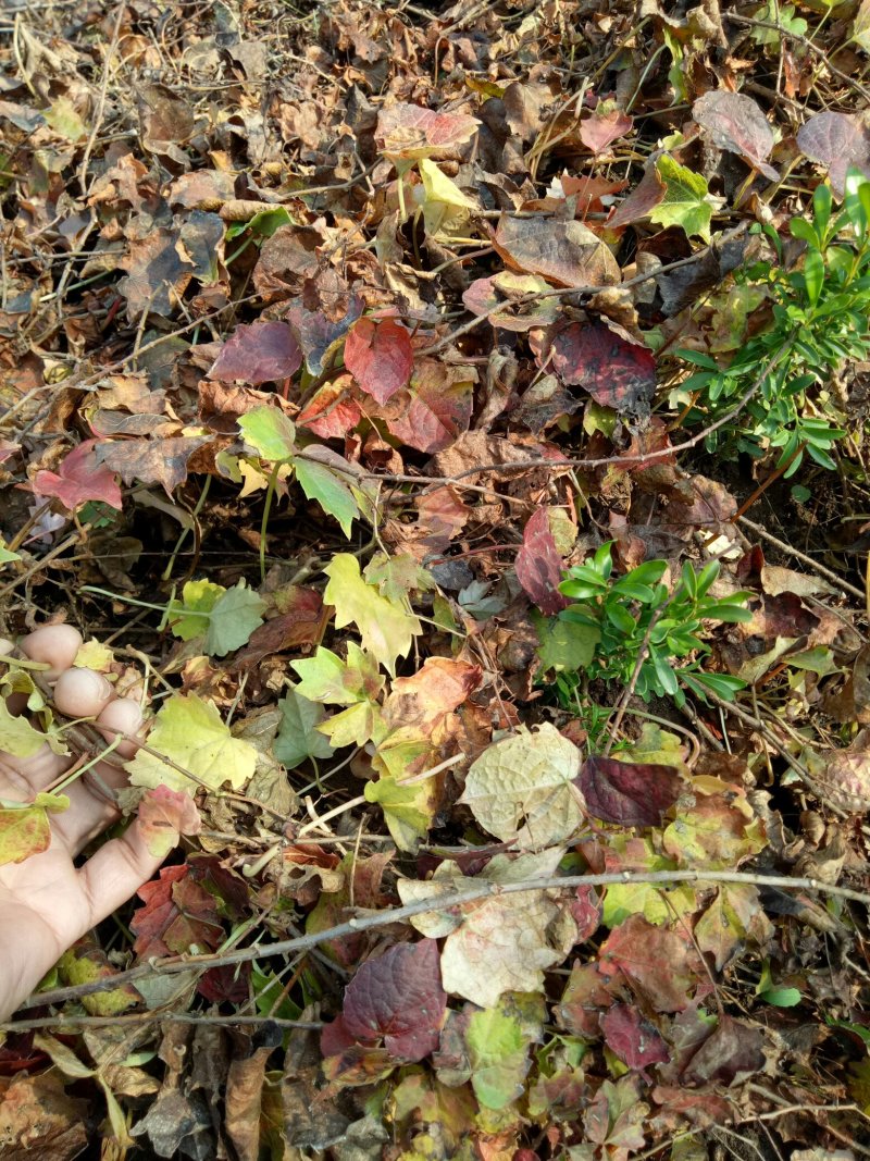 爬山虎三叶爬山虎三叶地锦爬藤植物，