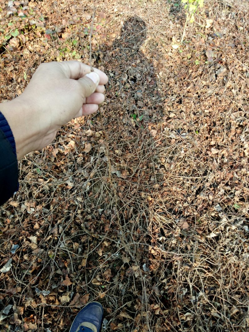 爬山虎三叶爬山虎三叶地锦爬藤植物，