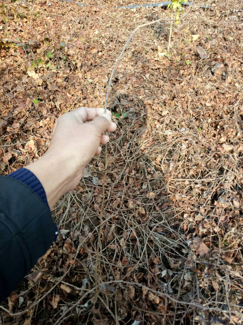 爬山虎三叶爬山虎三叶地锦爬藤植物，