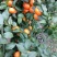 2020年沙糖桔上巿啦
