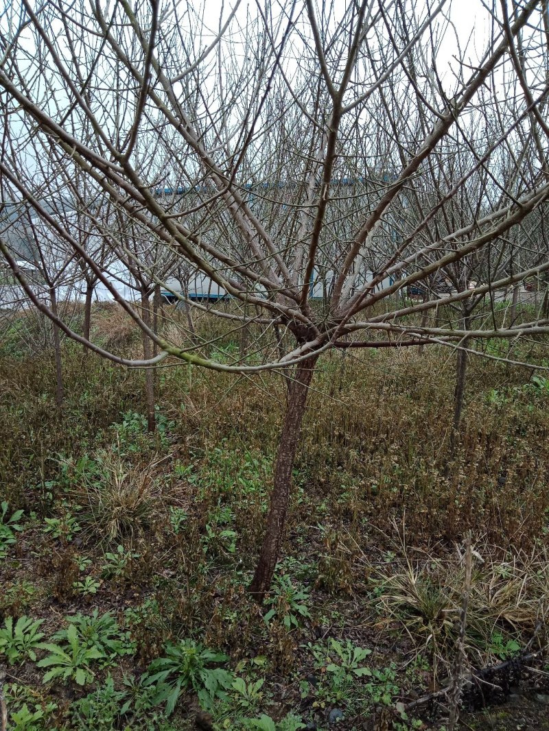 红梅