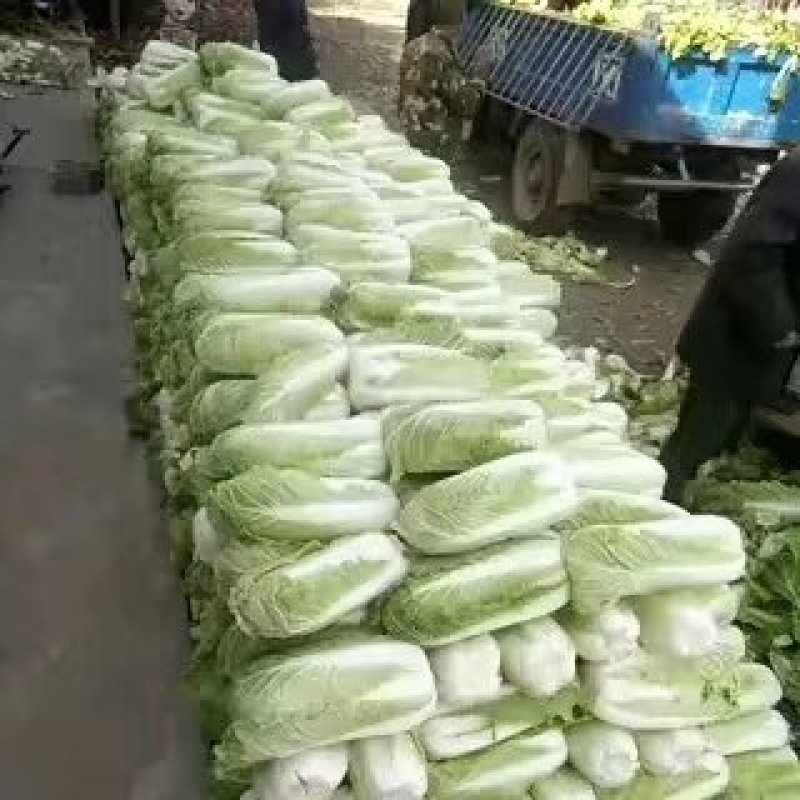 （精）北京新三号大白菜黄心菜大量供应泡菜厂加工厂价格便宜