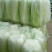 （精）北京新三号大白菜黄心菜大量供应泡菜厂加工厂价格便宜