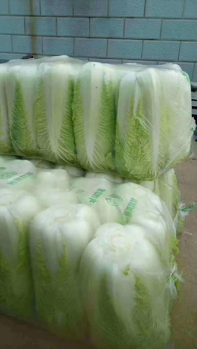 北京新三号大白菜大量供应泡菜厂，酱菜厂，加工厂，价格便宜