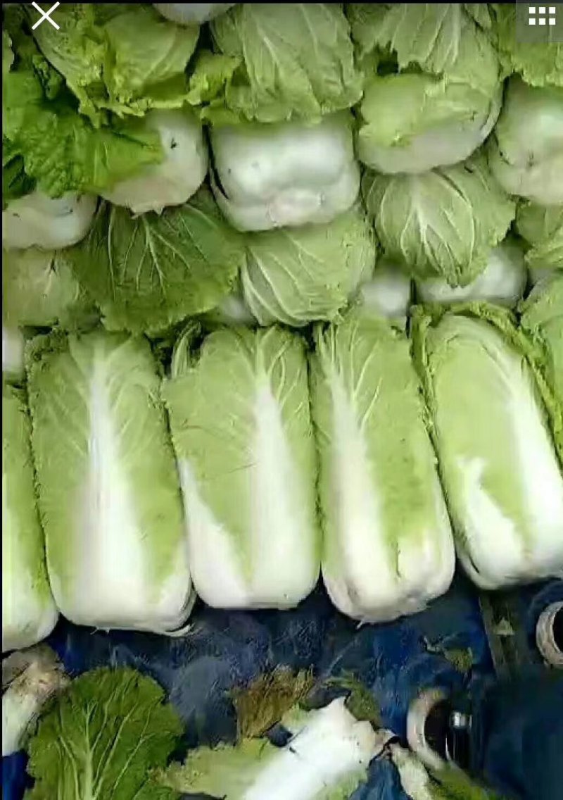 （精）北京新三号大白菜黄心菜大量供应泡菜厂加工厂价格便宜