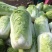 （精）北京新三号大白菜黄心菜大量供应泡菜厂加工厂价格便宜