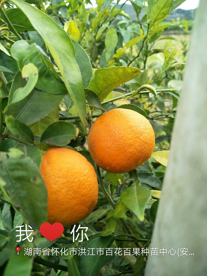 【柠檬苗】洪江抗寒似柑非柑香酸味浓品质保证。