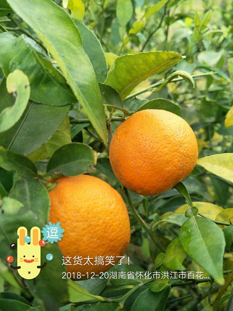 【柠檬苗】洪江抗寒似柑非柑香酸味浓品质保证。