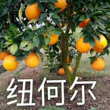 脐橙苗纽荷尔苗根系好品种保证签订合同假一赔十