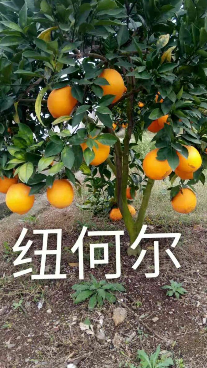 脐橙苗纽荷尔苗根系好品种保证签订合同假一赔十