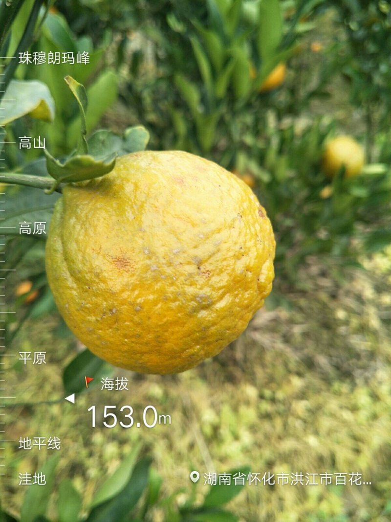柑桔苗洪江特晚熟椪柑苗花果同树错开大众柑桔销售高峰