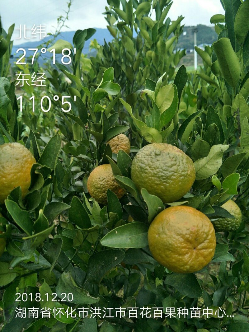 柑桔苗洪江特晚熟椪柑苗花果同树错开大众柑桔销售高峰
