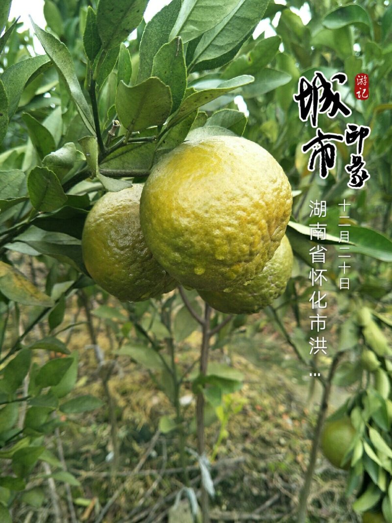 柑桔苗洪江特晚熟椪柑苗花果同树错开大众柑桔销售高峰
