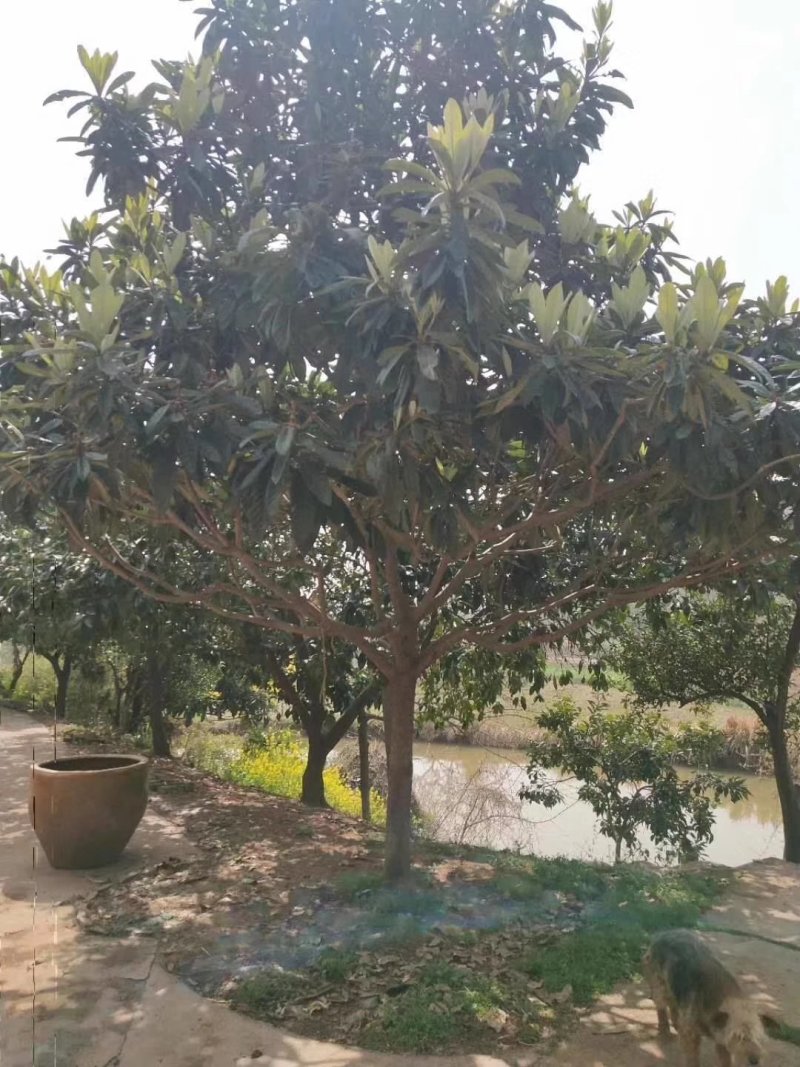优质枇杷树