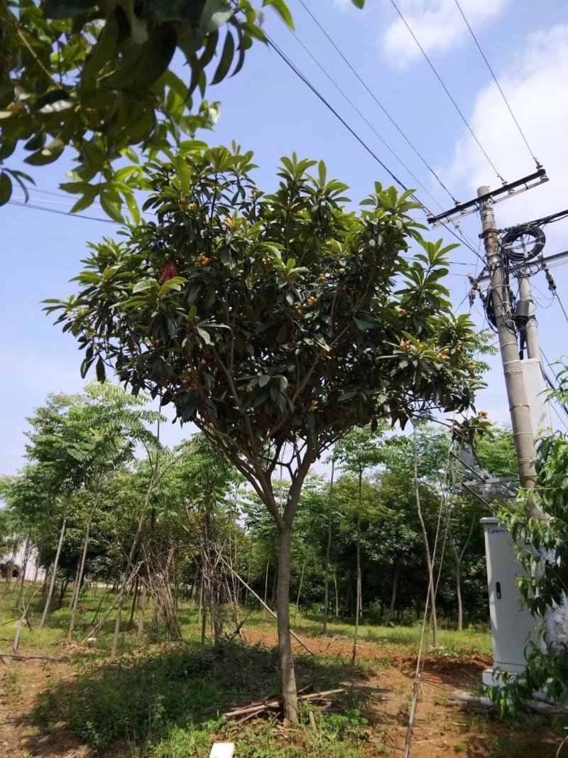 优质枇杷树